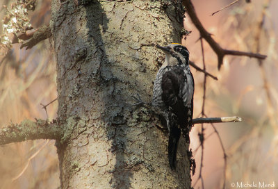 Three-toed Woodpecker