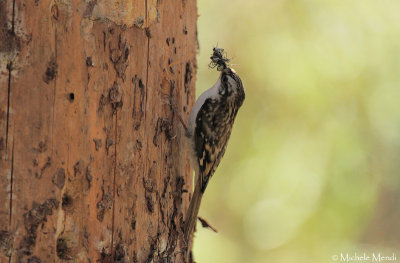 Treecreeper