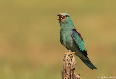 European Roller