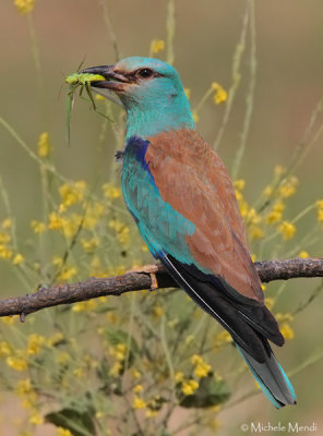 European Roller