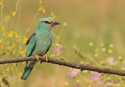 European Roller