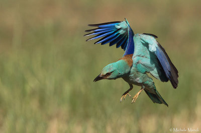 European Roller