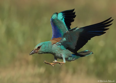 European Roller