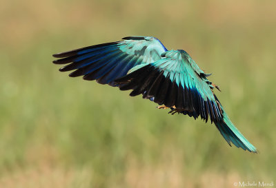 European Roller