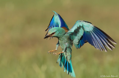 European Roller