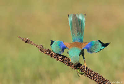 European Roller