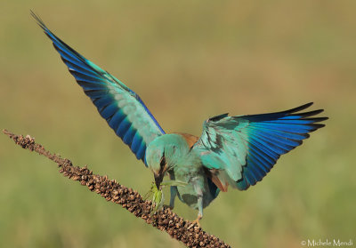 European Roller