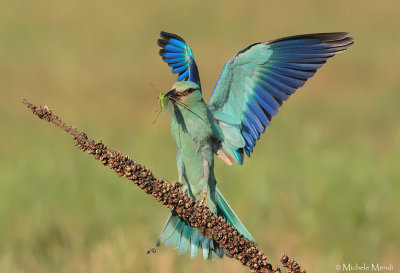 European Roller