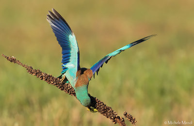 European Roller