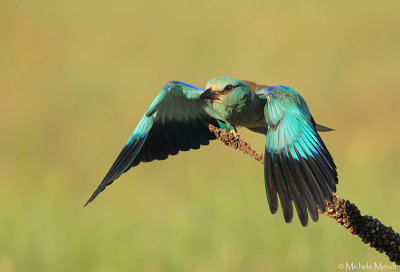 European Roller
