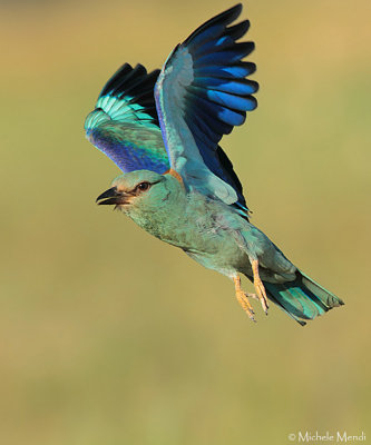 European Roller