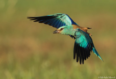 European Roller