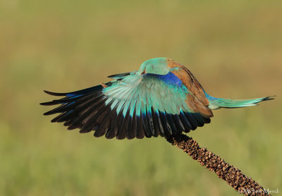 European Roller