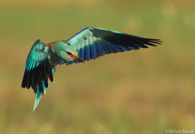 European Roller
