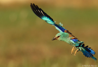 European Roller