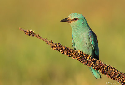European Roller