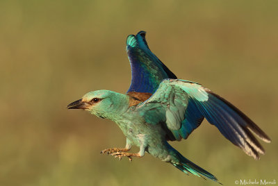 European Roller