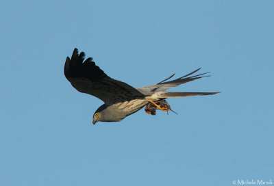 Montagu's Harrier 