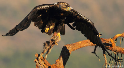 Spanish Imperial Eagle