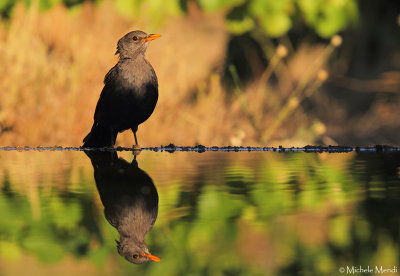 Common Blackbird