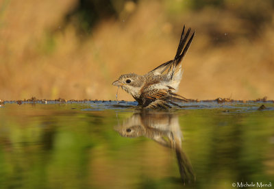 Woodchat Shrike