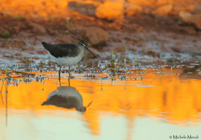 Green sandpiper