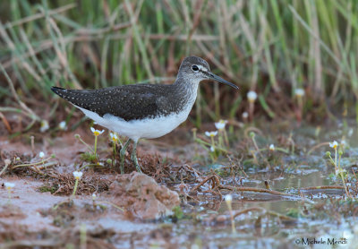 Green sandpiper