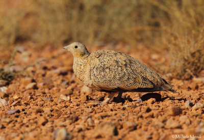 Black-bellied Sandgrouse 