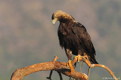 Spanish Imperial Eagle