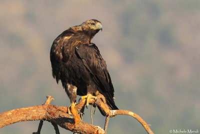 Spanish Imperial Eagle