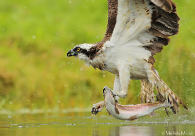 Finland - Osprey 2013