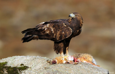 Golden eagle (homeyeri)