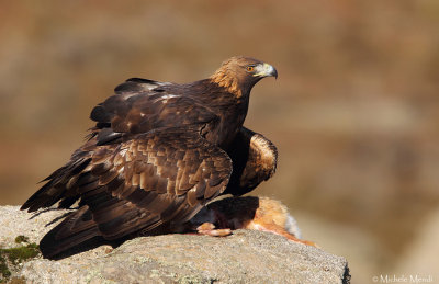 Golden eagle (homeyeri)