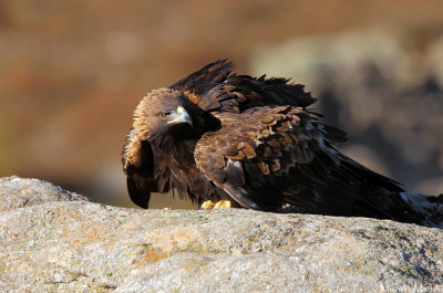 Golden eagle (homeyeri)