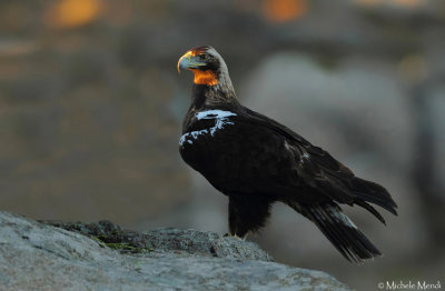 Spanish imperial eagle