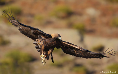 Golden eagle (homeyeri)