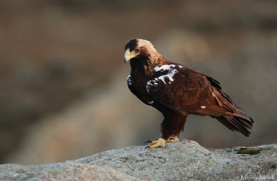 Golden eagle (homeyeri)