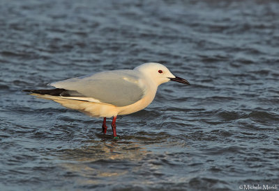 Slender-billed gull