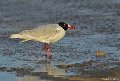 Mediterranean gull