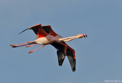 Flamingos