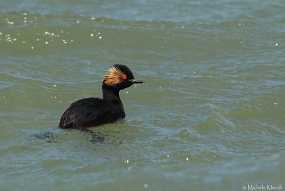 Black-necked grebe
