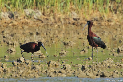 Glossy ibis