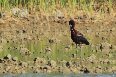 Glossy ibis