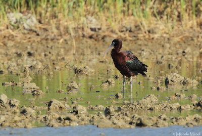 Glossy ibis