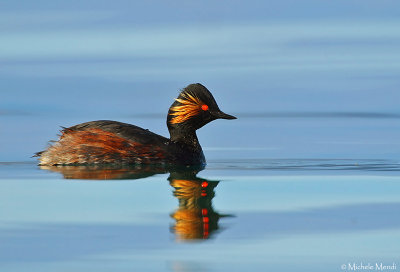 Black-necked grebe