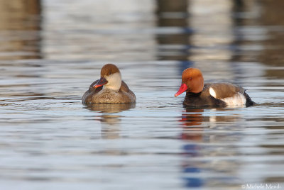 Red-crested pochard