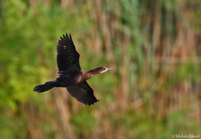 Pygmy cormorant