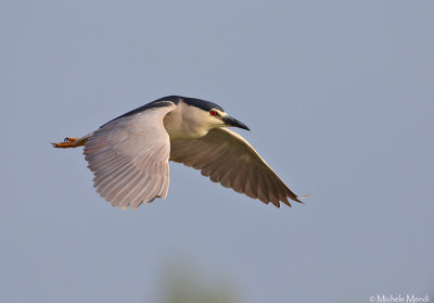 Night heron