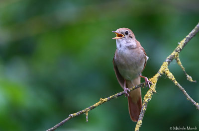 Common nightingale