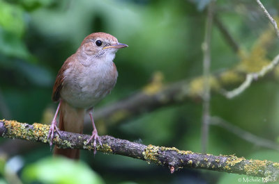 Common nightingale